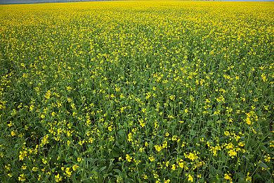 育碧希望Switch2版《星球大战：法外狂徒》能重振这款游戏